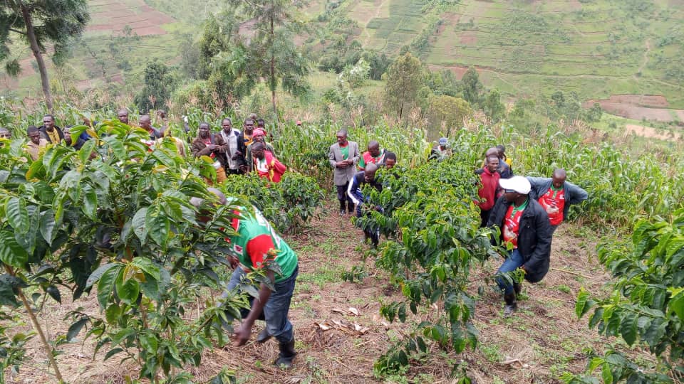 CnddFddButanyer's tweet image. Ubuserukizi bw'umugambwe #CnddFdd muri komine #Kayanza. Bagendeye umurimyi wa karorero wigiterwa c'ivoka wo kumutumba #Rusambi muri zone #Jene .Akaba amaze gutera 1627avocats . Izibanguriye akaba ari 1106avocats.Bakaba bamukeje baca bamusaba. Kwigisha  abataramenya akamaro kivoka