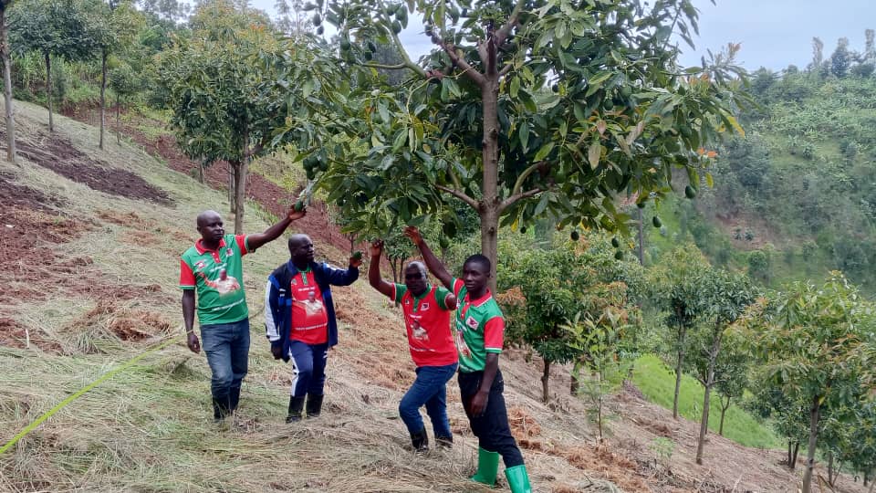 CnddFddButanyer's tweet image. Ubuserukizi bw'umugambwe #CnddFdd muri komine #Kayanza. Bagendeye umurimyi wa karorero wigiterwa c'ivoka wo kumutumba #Rusambi muri zone #Jene .Akaba amaze gutera 1627avocats . Izibanguriye akaba ari 1106avocats.Bakaba bamukeje baca bamusaba. Kwigisha  abataramenya akamaro kivoka