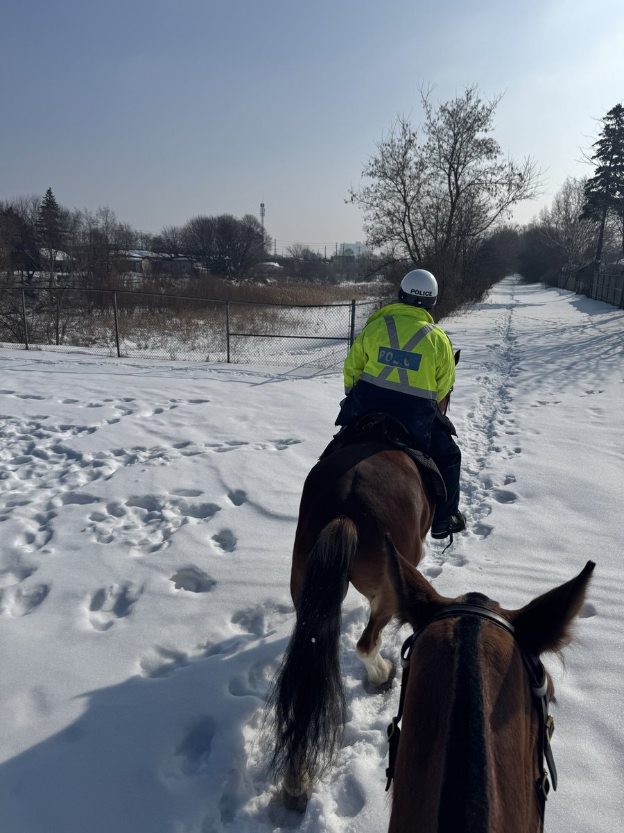 Toronto Police Mounted Unit tweet media