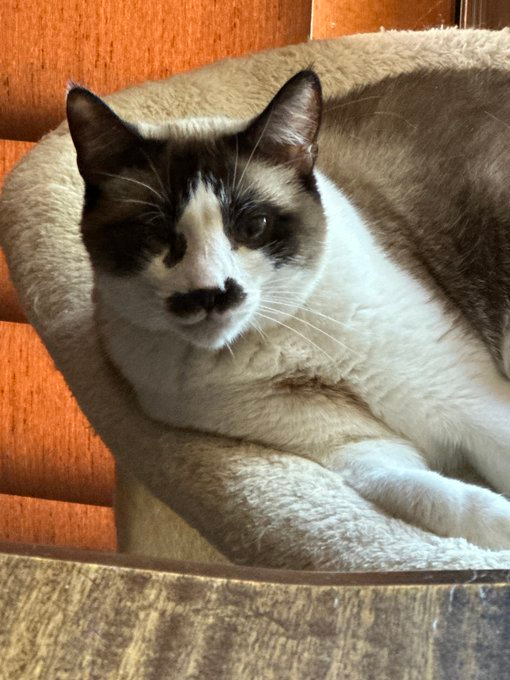 🙏🏾PLEASE SHARE
🌷Sweet, Playful 5YO Snowshoe #Siamese Mix Kitty "FAYE"🌷
📣Needs A🏘#FureverHome🏘
▶4 INFO adoptrescuecatsinca.com
🙏🏽#Adopt #AdoptDontShop #AdoptMe
#Acampo, #CA #Lodi #SanJoaquinCounty #CentralValley
☑Cats☑Kids <a href="/AdoptRescueCats/">Adoptable Rescue Cats in California</a> #Cats