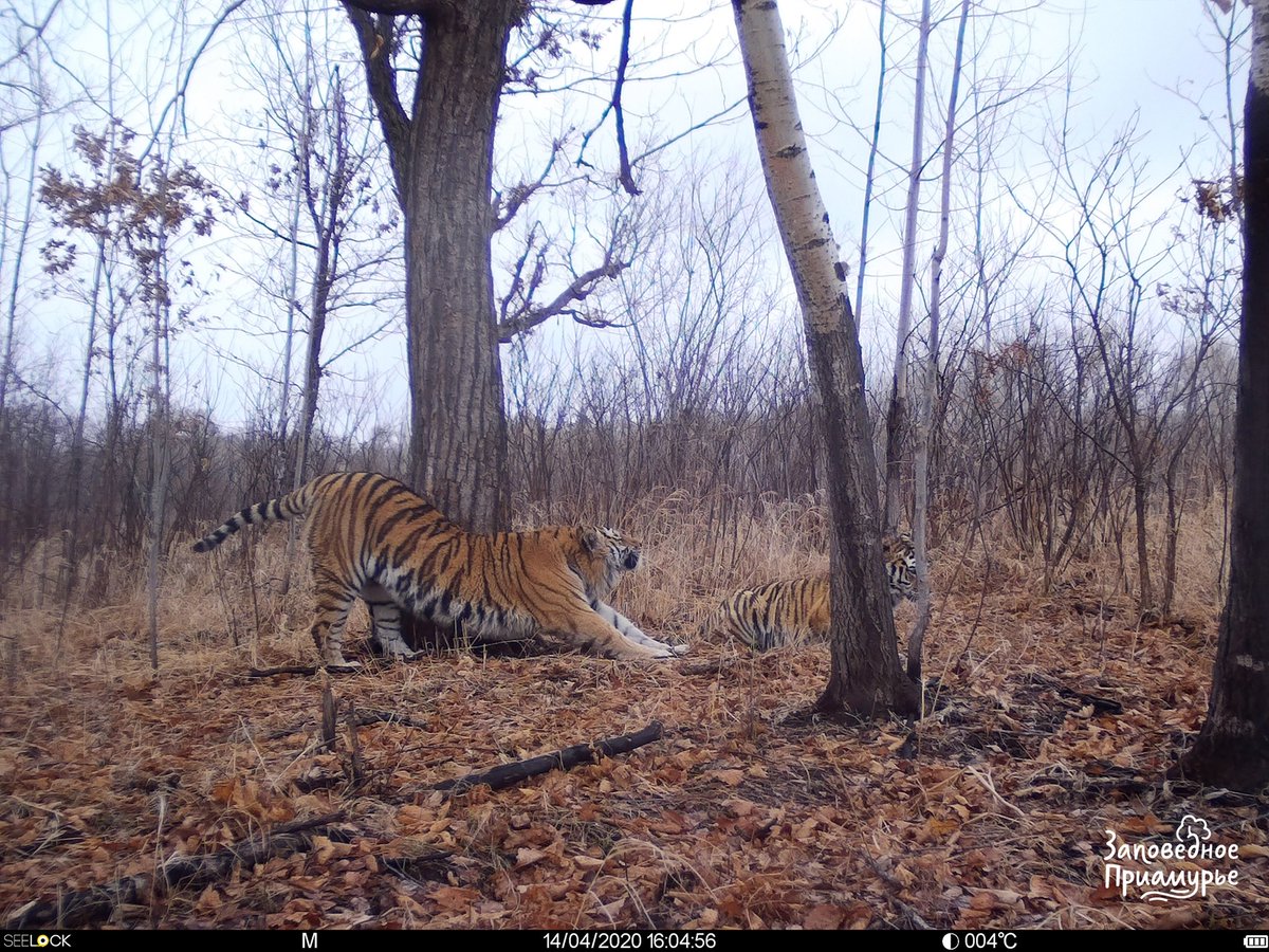 trailcam (@trail_cams) on Twitter photo 