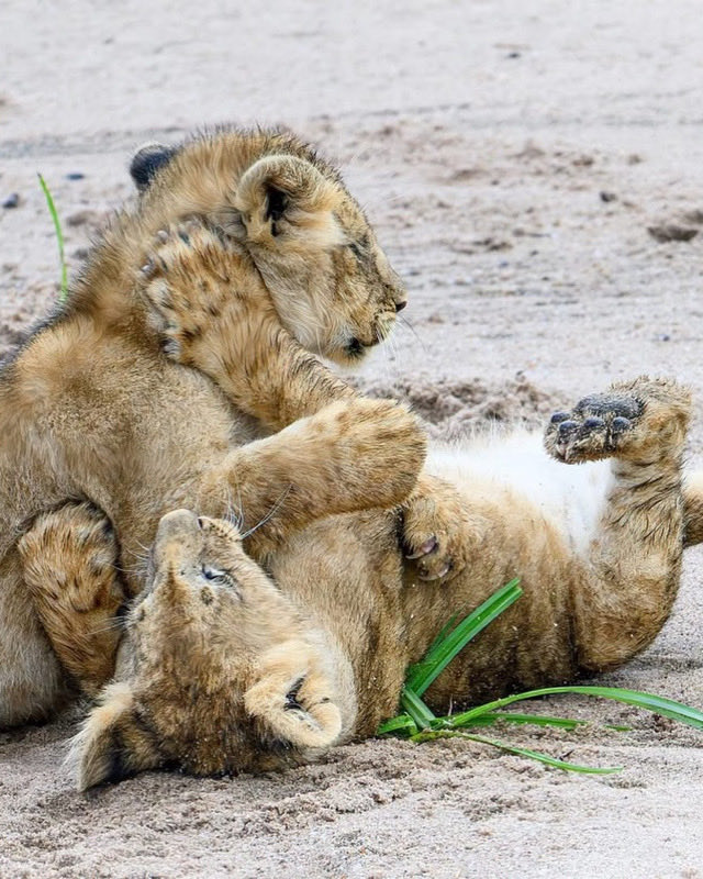 angelamason63's tweet image. Lion cubs on the river bank #masai Mara
