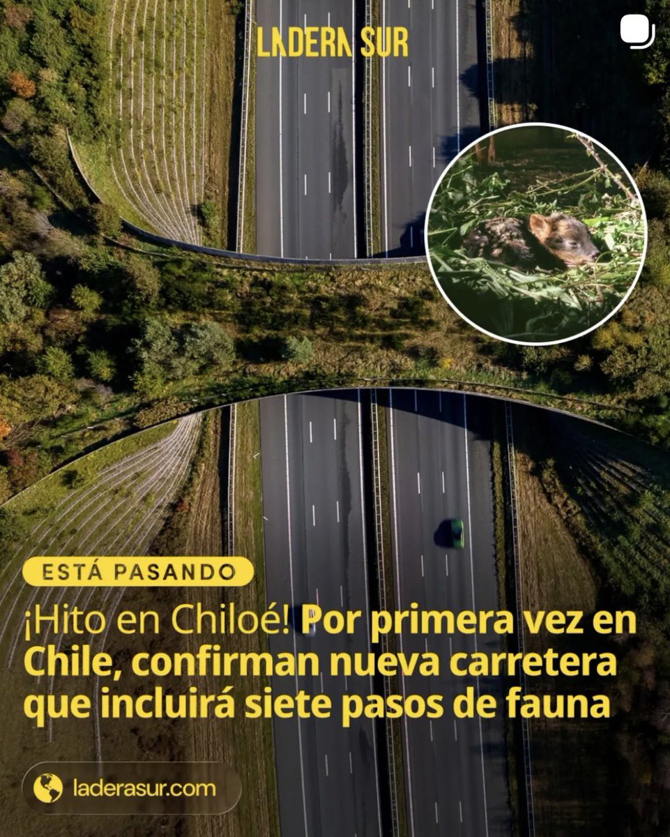 Cosas buenas que informa mi medio favorito, <a href="/ladera_sur/">Ladera Sur 🌎</a>