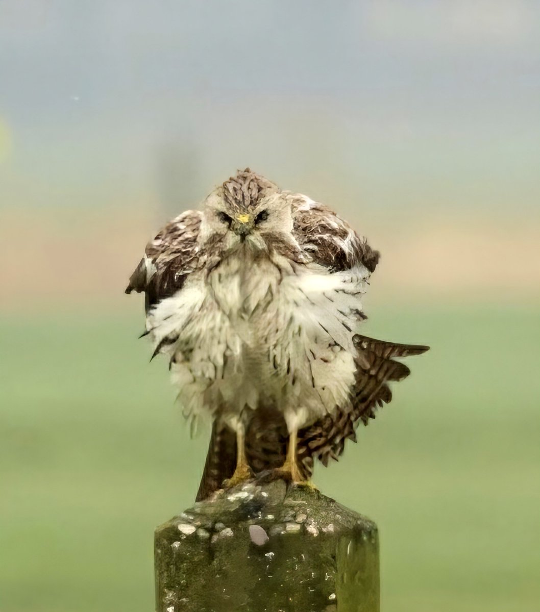 maryvanderes's tweet photo. #Dag17 van #FebruariVogelMaand
"Zo, ik ben ook weer geland".
Fijne avond gewenst.
#Buizerd
#Buteo_buteo
#Common_Buzzard .
@Karins1968 https://t.co/k9g2SiTlUd