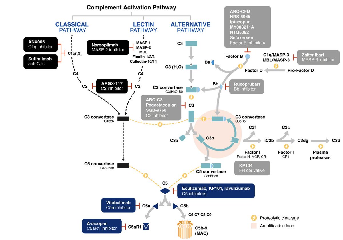 KIReports's tweet image. #Complement-Mediated Kidney Diseases: Role of #Alternative #Pathway in #Glomerular Inflammation

 doi.org/10.1016/j.ekir…

#KIRReview