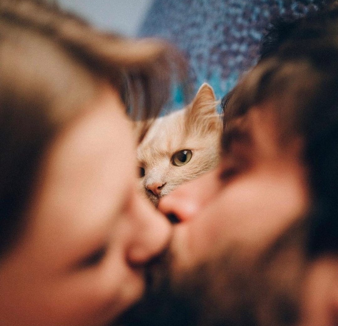 sandy_seashore_'s tweet image. #DünyaKedilerGünü 👀