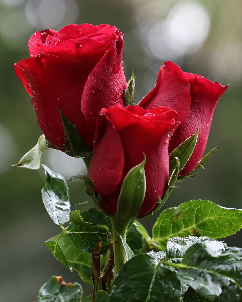 Emilio felicita a su “primo” Charlotte Schneider por su nombramiento en Colombia como ‘viceministro de la mujer’ y le envía de regalo estos hermosos “calzones menstruales” :