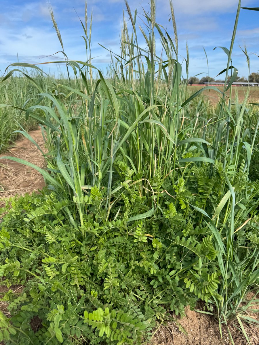 José Dubeux tweet media