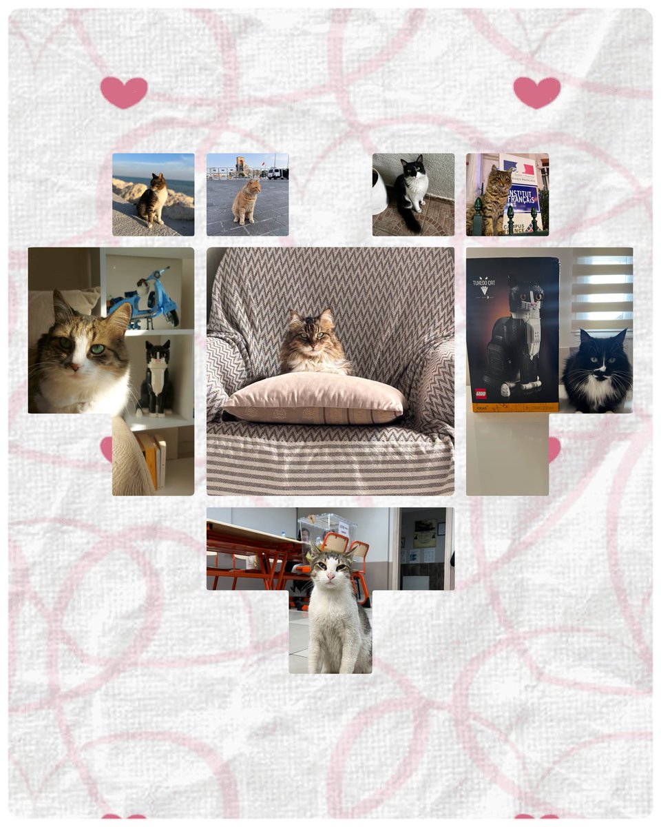 SercanGklp's tweet photo. Başta evdeki 3 pışığım, tüm pışıkların günü kutlu olsun #WorldCatDay https://t.co/jsPdRDs6oI
