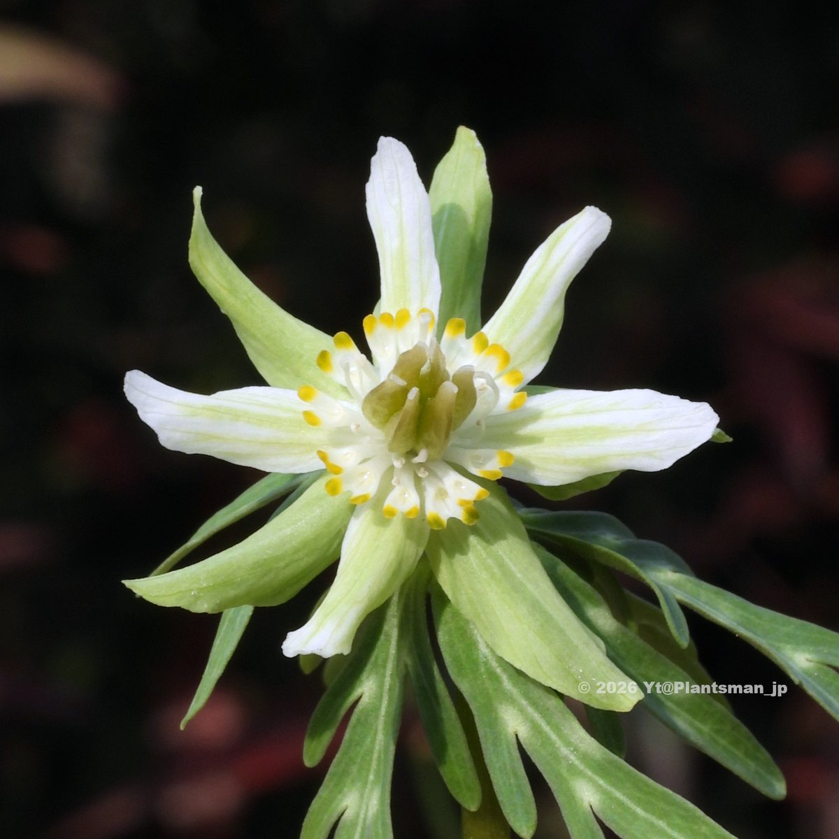 Eranthis pinnatifida seedling 細多弁濃緑花 × 素心淡緑花 雄しべが