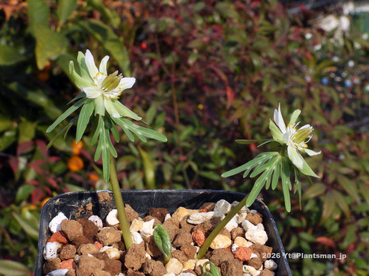 Eranthis pinnatifida seedling 細多弁濃緑花 × 素心淡緑花 雄しべが