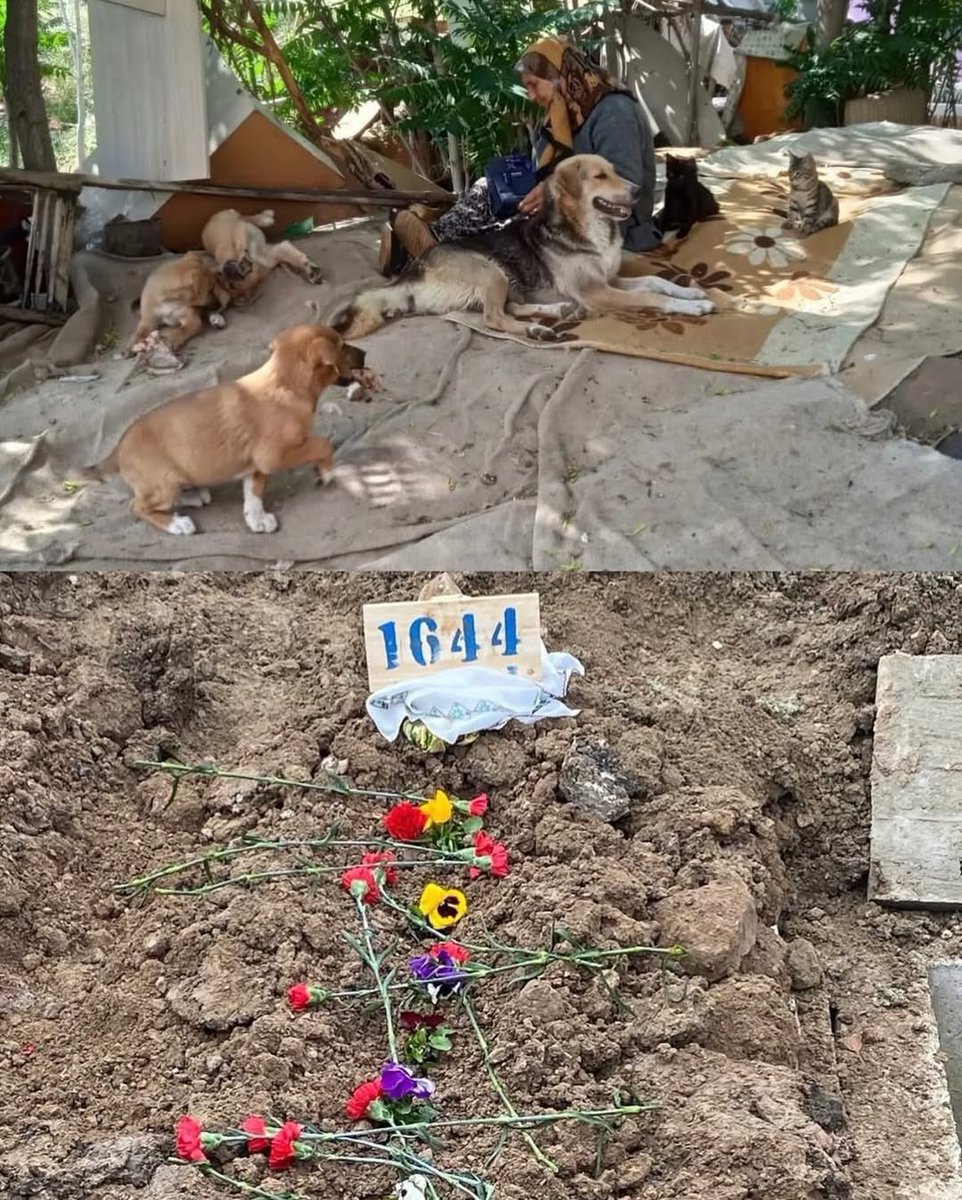Necla Teyzenin yarın ölüm yıldönümü Geçen yıl Şubat ayında yaşadığı derme çatma barakanın yanması sonucu baktığı köpeklerle birlikte hayatını kaybetmişti. Necla Teyze, o gün bile köpeğini almasınlar diye mücadele etmişti belediye ekipleriyle. Sosyal medya aracılığı ile güsoder ve