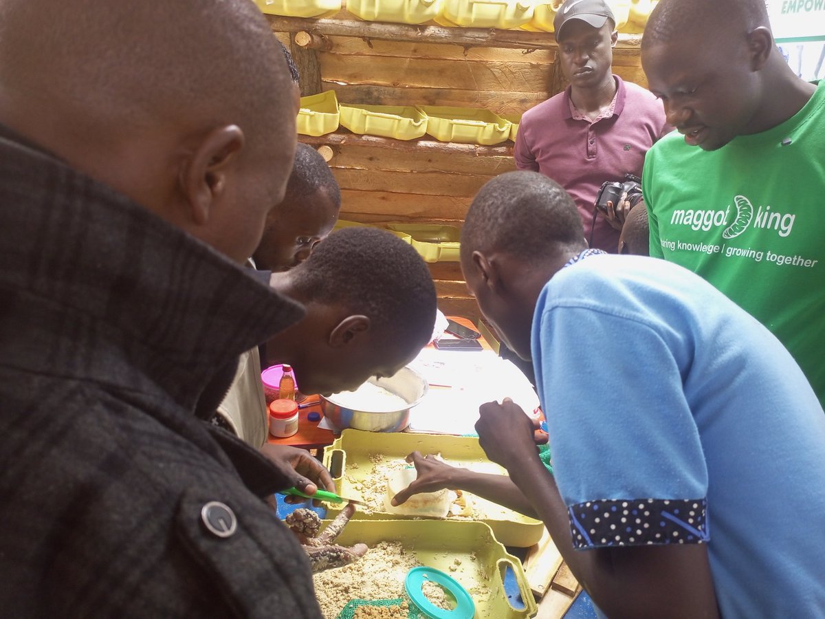MUWEI_UG's tweet photo. On Saturday, MUWEI team had a comprehensive training on Black Soldier Fly (BSF) farming as a sustainable agribusiness, facilitated by Ento Organic Farm. Grateful to UMI Fund and SCN for making this capacity-building opportunity possible. #BSFFarming #SustainableAgriculture https://t.co/P1nPvtjyWj