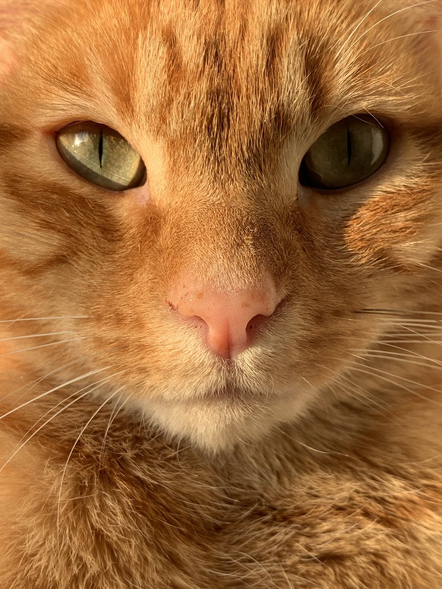 PaquiMoFu's tweet photo. @NoCatsNoLife_m https://t.co/06oRmS8g8Q