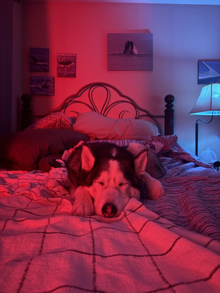 My boy is adjusting to our temporary living situation.