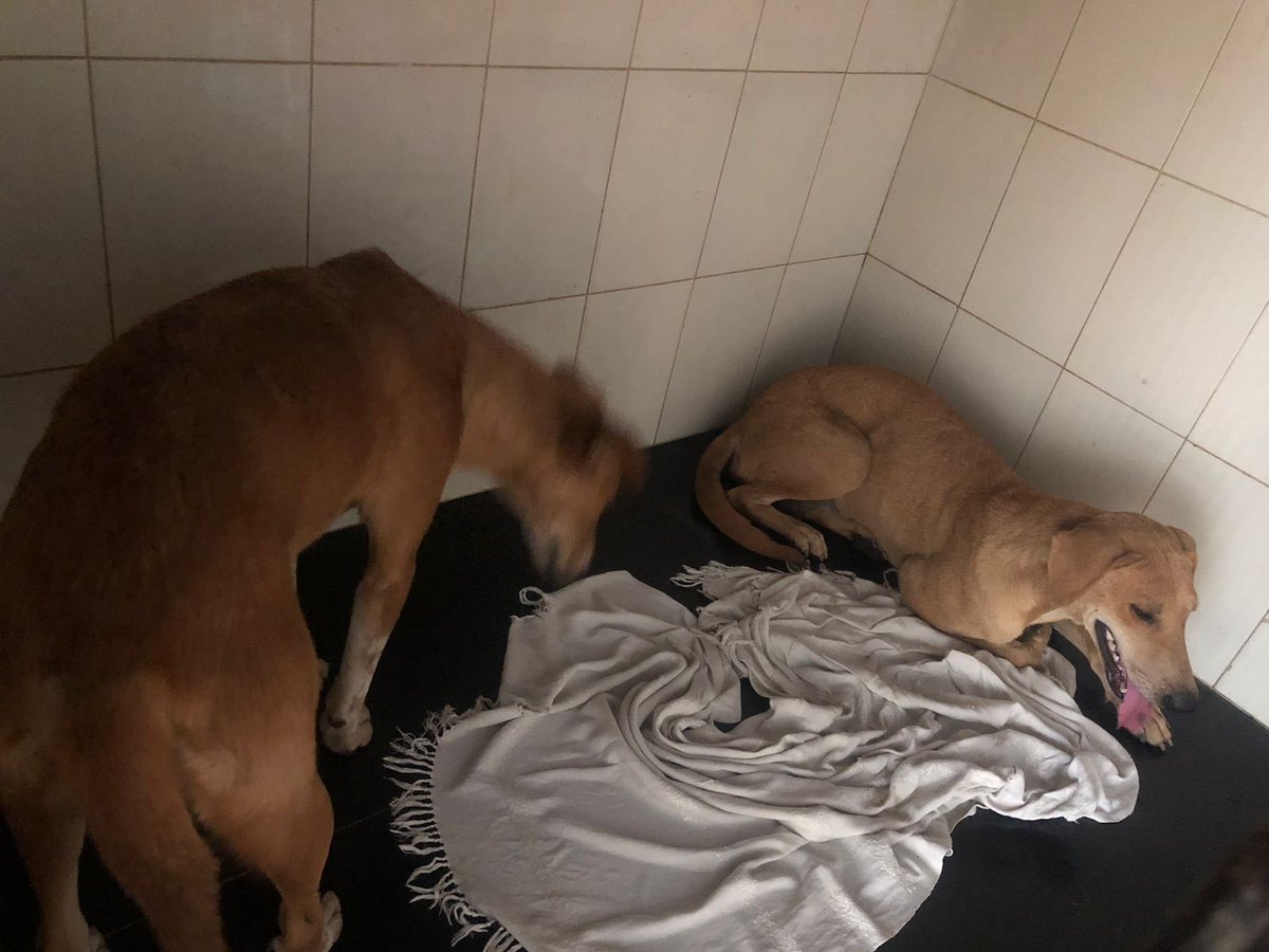 swayambhusoham's tweet photo. For those who think feeders are jobless , whole purpose of feeding to sterlise the dogs . 2 female #straydogs sent to Pampapathi vet hospital with low cost offer #bengaluru #Pets #StrayDogMenace #Doghaters #AnimalBirthControl https://t.co/SUKqX80HlV