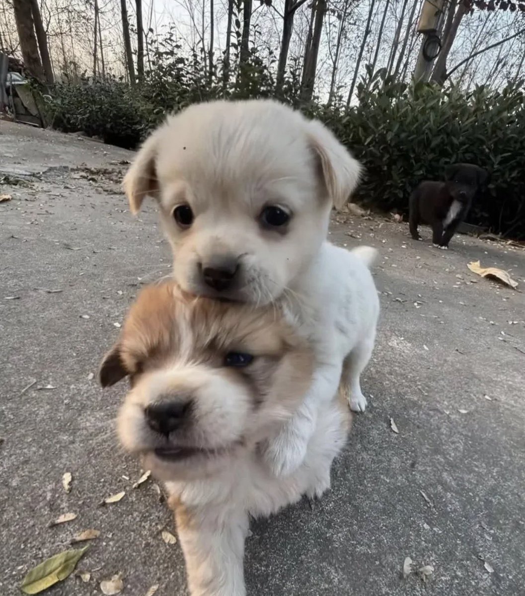 💖 (@twaniimals) on Twitter photo 
