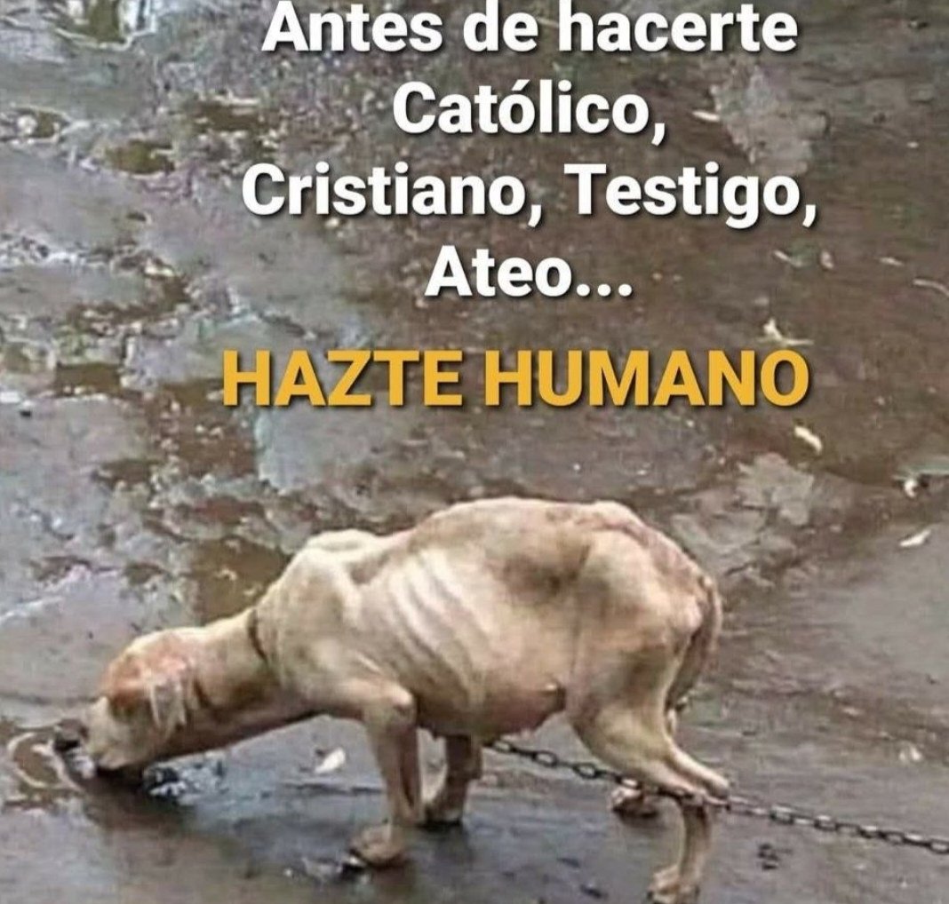 elprofdavii's tweet photo. @RefugiOceaniCAN https://t.co/gg4ePE2IlC
