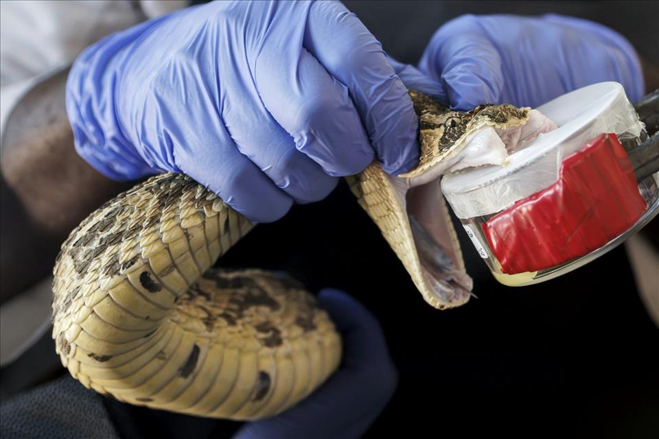 MENAFN's tweet image. Snakebites: How To Avoid Them And What To Do If You're Bitten #Snakebites: #Avoid #Them #What #You're #Bitten #USA #Russia #Biden #Ukraine #War #Palestine #Gaza #Israel # dlvr.it/TR17nD