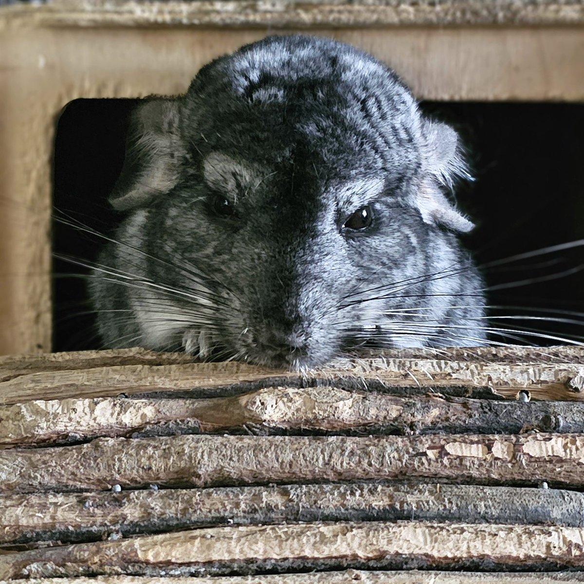 Brew 👀
#chinchilla