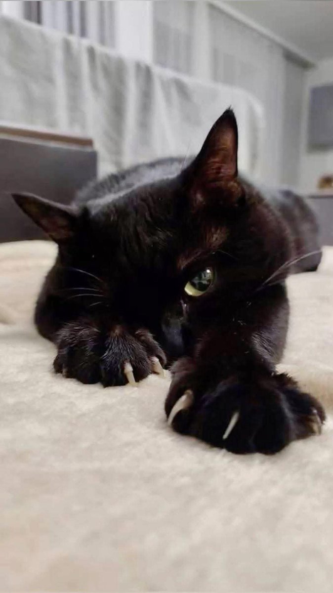 Rhiannon (@aplatkadin) on Twitter photo 