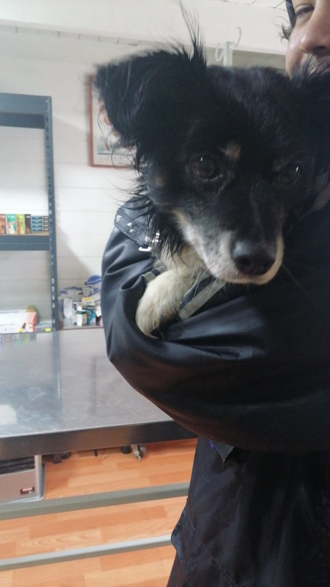 DavidWhoIAm's tweet photo. Despues de 9 años juntos hoy toca despedirte, pasamos por tantas batallas juntos que no puedo creer que este día llego, solo me queda el consuelo de saber que estaras acompañado y despertaras en un bello lugar lleno de amor y alegría. Nos volveremos a encontrar.🐾🤍 https://t.co/oFtxtiGsVC