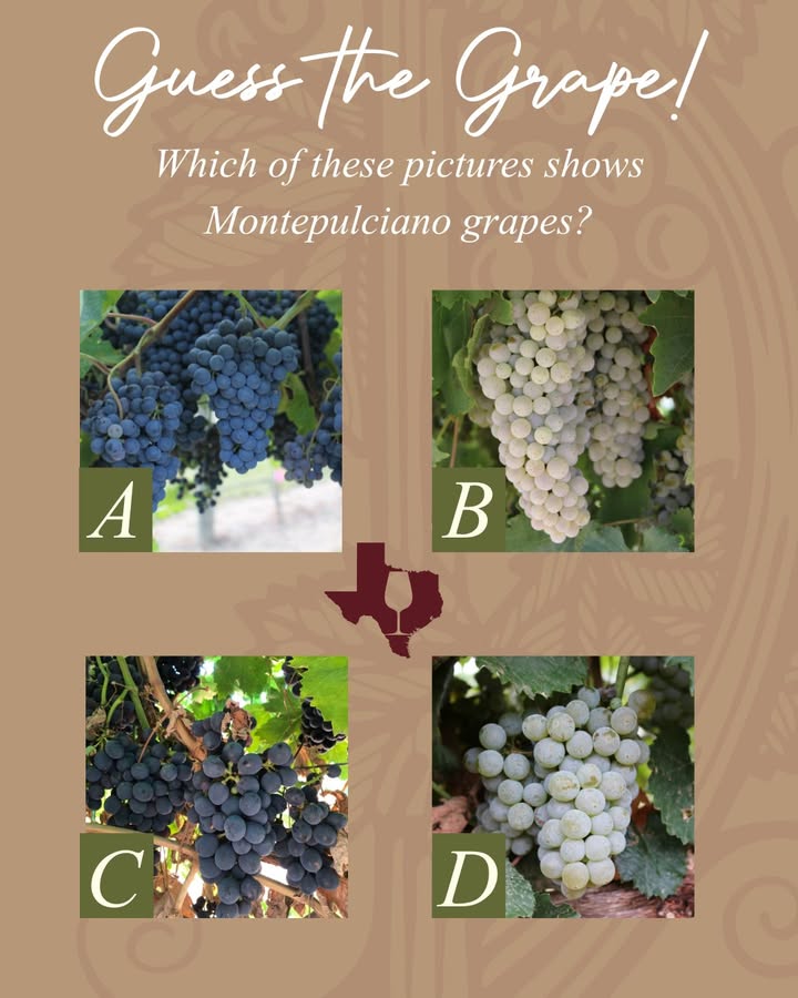 In this image, there are four different wine grapes yet only one of them is Montepulciano. Commissioner Sid Miller wants to know which one you think it is and let us know down below!
 
Fun Fact: The Montepulciano red grape variety is known for its thick skin!