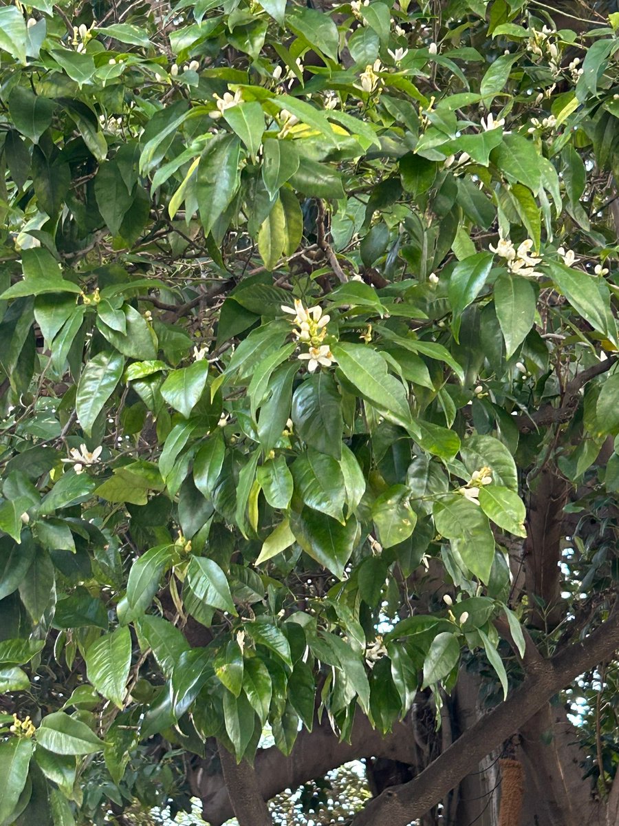 En la Plaza del Museo 📷<a href="/joselinde74/">José M. de la  Linde</a>