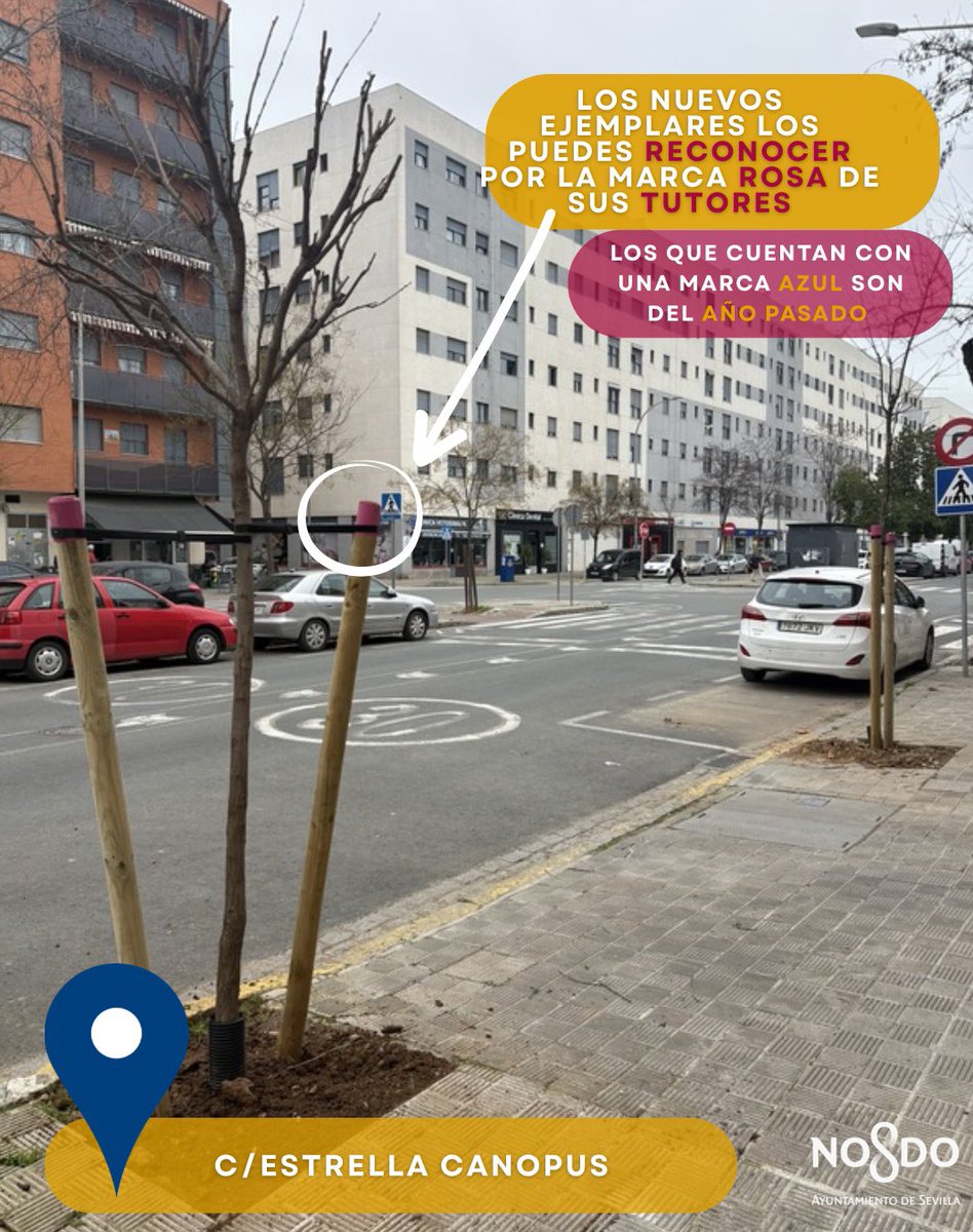 Dto_Norte's tweet photo. 🌳 Continúa la campaña de nuevas plantaciones en el #DistritoNorte. 

ℹ️✅Os mostramos alguna información de los nuevos ejemplares que se han plantado en distintas zonas de nuestros barrios.

💚Seguimos aumentando⬆️ nuestro patrimonio verde.

#SevillaEstáEnMarcha https://t.co/02zWC8Cr5F