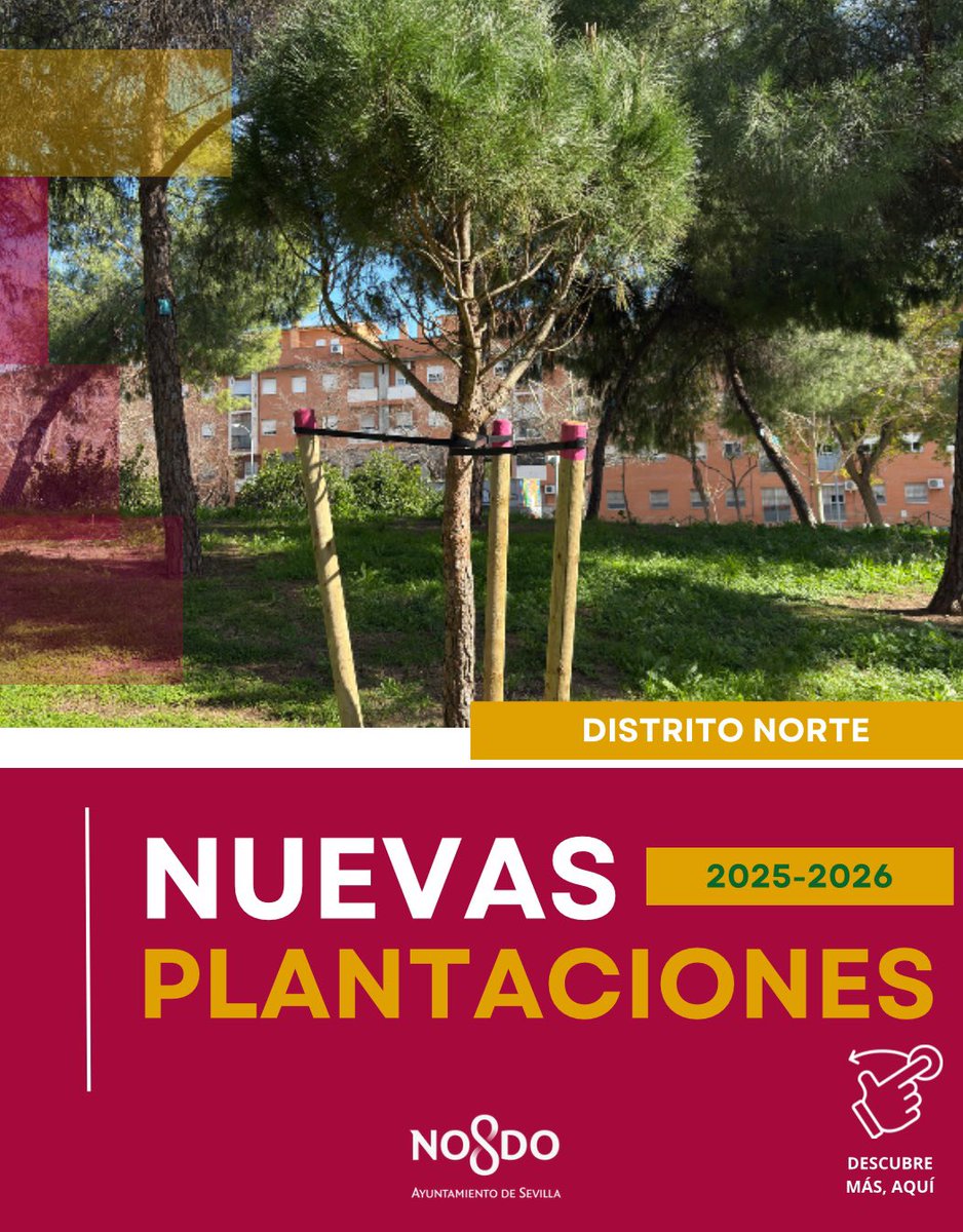 Dto_Norte's tweet photo. 🌳 Continúa la campaña de nuevas plantaciones en el #DistritoNorte. 

ℹ️✅Os mostramos alguna información de los nuevos ejemplares que se han plantado en distintas zonas de nuestros barrios.

💚Seguimos aumentando⬆️ nuestro patrimonio verde.

#SevillaEstáEnMarcha https://t.co/02zWC8Cr5F