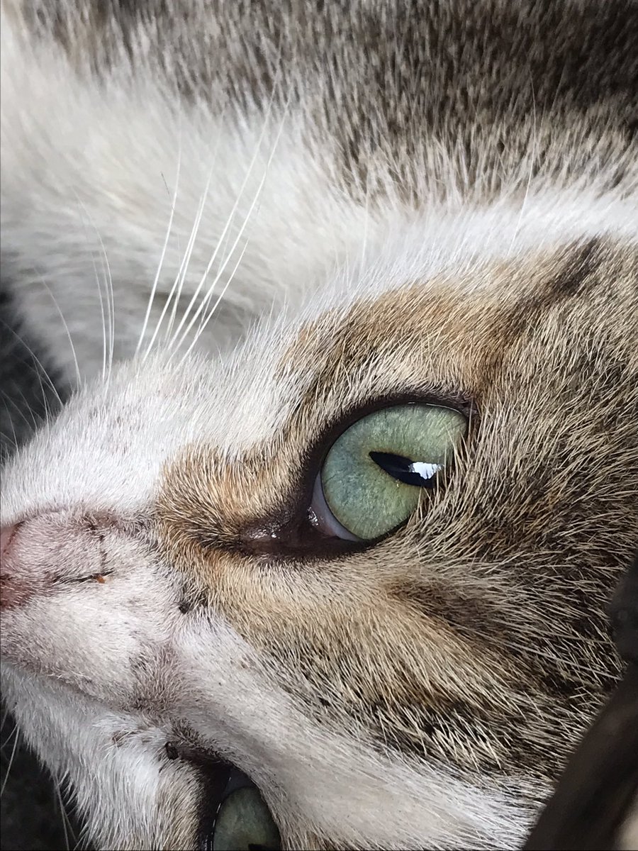 I know you didn’t ask okay? 
I took this with my iPhone 7 ☺️