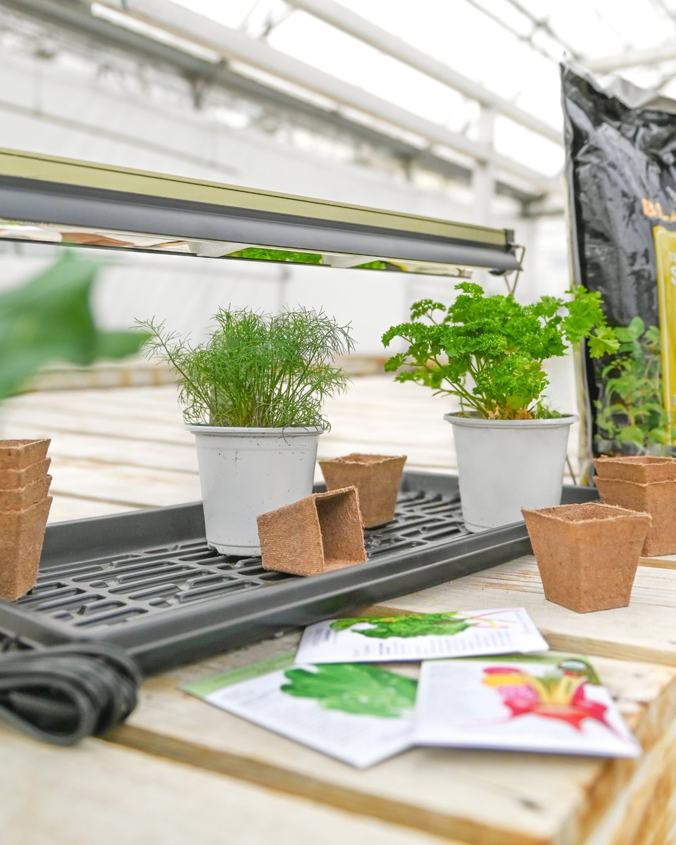 Mulhalls's tweet image. Garden dreams start with seeds 🌱 

Starting indoors now gives your vegetables, herbs, and flowers a strong head start on the season.

We’ve got everything you need to get growing – and we’re happy to help you get started.

#mymulhalls #seedstarting #gardenseason #growyourown