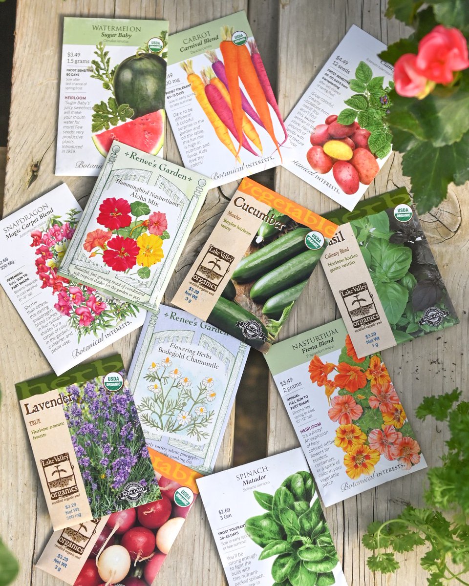 Mulhalls's tweet image. Garden dreams start with seeds 🌱 

Starting indoors now gives your vegetables, herbs, and flowers a strong head start on the season.

We’ve got everything you need to get growing – and we’re happy to help you get started.

#mymulhalls #seedstarting #gardenseason #growyourown