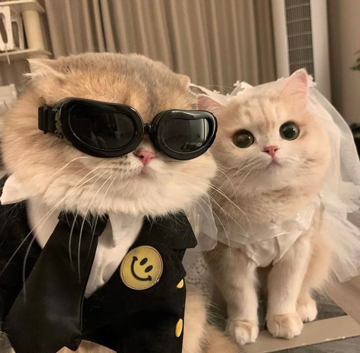 teddybullaro's tweet image. 