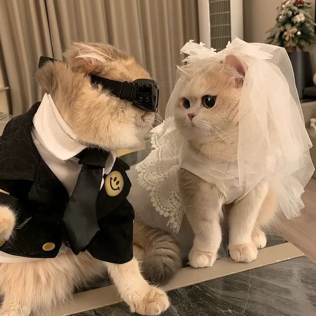 teddybullaro's tweet image. 