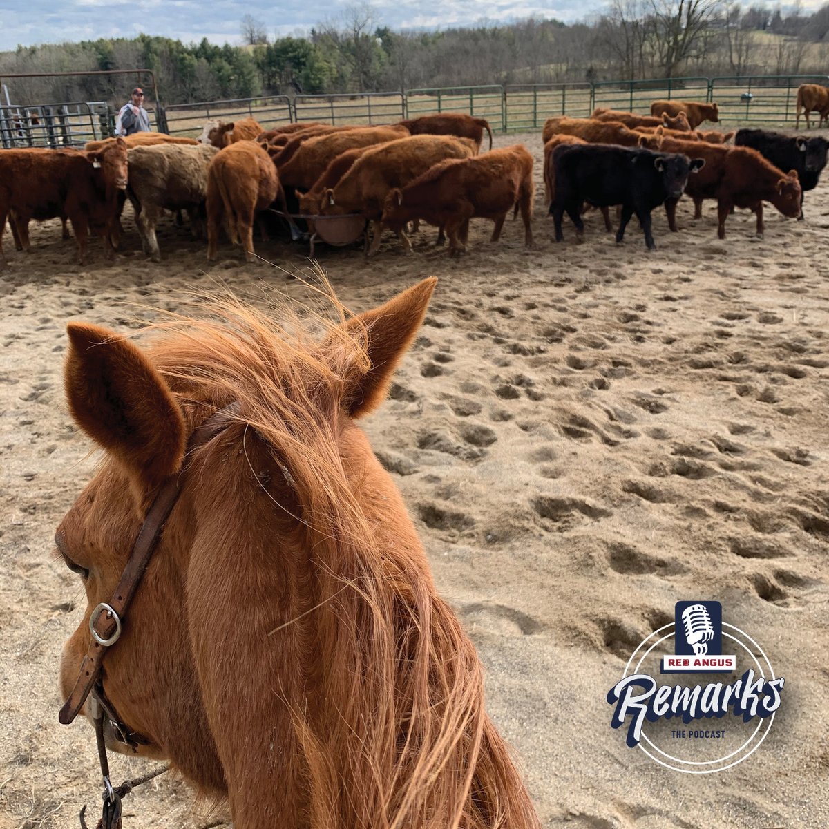 Red Angus America tweet media