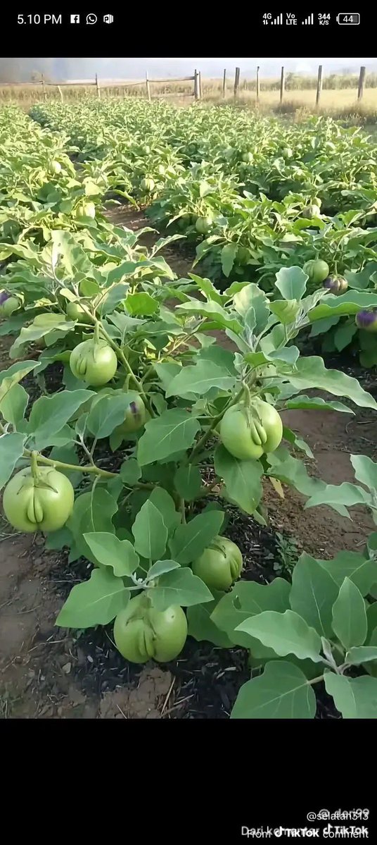 What do you call this fruit in English??