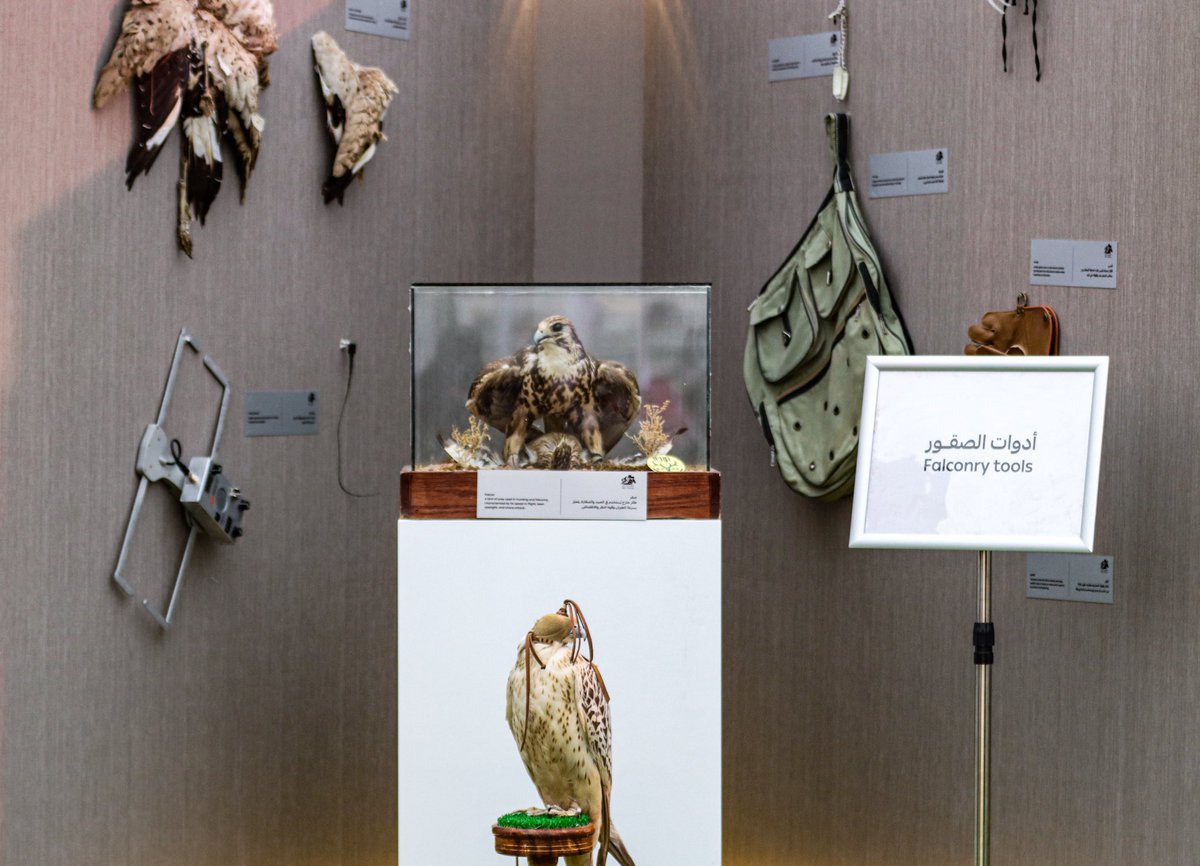 Entedar__'s tweet photo. للسنة الخامسة على التوالي، أواصل مشاركتي في #رالي_حائل_الدولي_2026 ، ضمن فعالية مصاحبة لـ @frusiyahail ،حيث كنت جزءًا  من عرض الصقور للسنة الثانية ،وقدمنا للزوار تجربة فريدة وإتاحة الفرصة لهم للتفاعل معها. 

وتبقى تجربة أعود لها كل عام بشغف . https://t.co/ErVn6SvtIq