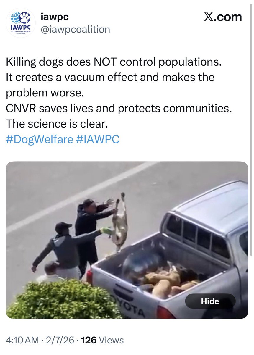 MarinaMedvin's tweet image. 🚨 Morocco is engaged in the mass slaughter of dogs ahead of the World Cup. They’re shooting them and worse, even hurting bystanders in the process.