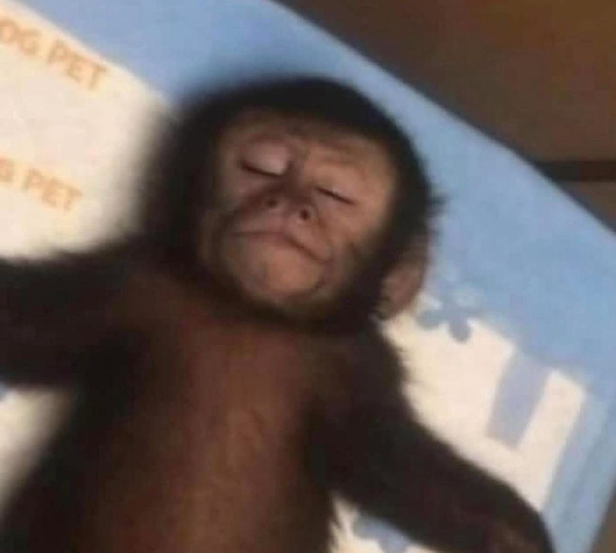 andresmiguer's tweet image. como me siento cuando finalmente tengo tiempo para pudrirme en la cama con mi teléfono