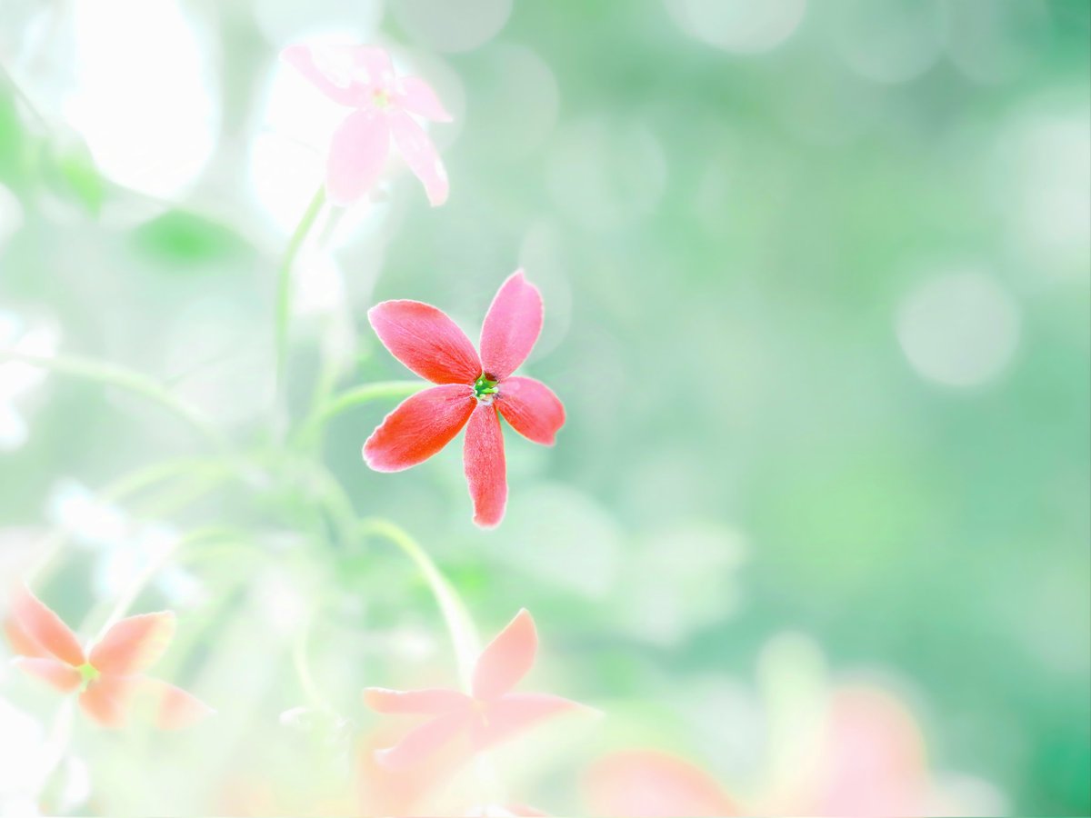 micca_art's tweet photo. Gm 🌺 https://t.co/TV67qKltmv