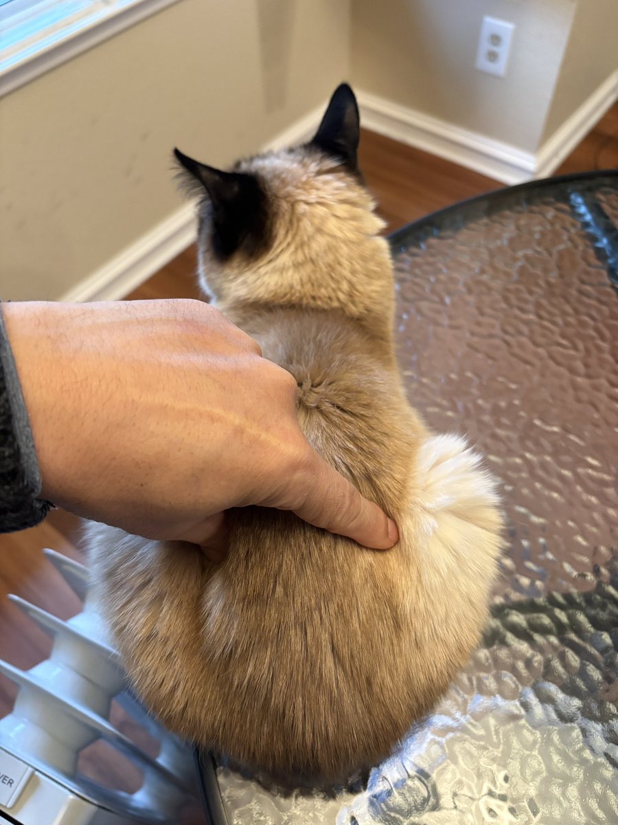 しんコロ/しゃべるねこ、しおちゃん (@theoshio) / Posts / X