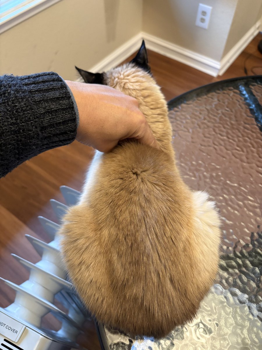 しんコロ/しゃべるねこ、しおちゃん (@theoshio) / Posts / X