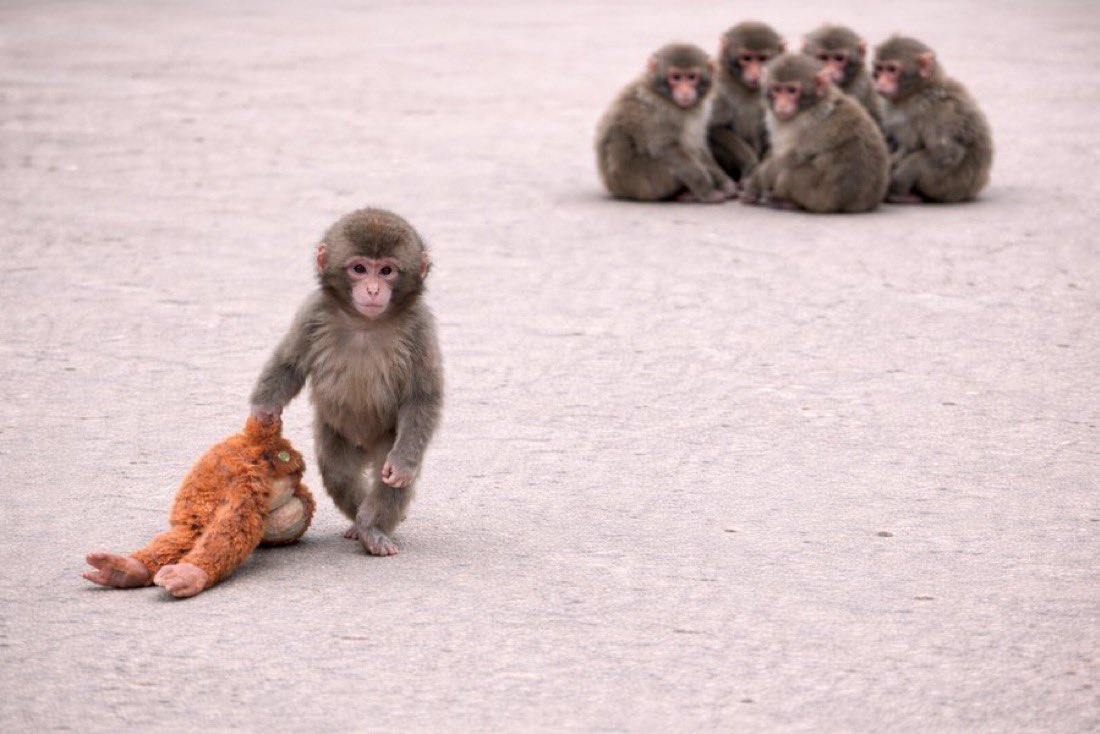 daumenxyz's tweet photo. In my opinion, this is one of the best entries you’ll have on $Punch 

Added more around here, as Punch is only growing in virality

The thing with a live, famous animal, is that there’s continuous content being pushed out: for example, today Punch made a new friend and it’s all over the news 

The President of IKEA Japan also went to visit the monkey 

This is the best opportunity to onboard normies in 2026. It’s not the next “this” or “that”, it’s just Punch 

Retraces are healthy, and they will help the token go organically to 500M+ 

These new shiny toys will steal volume, but it will always come back. @Pumpfun you got a gem here

@ichikawa_zoo @Punch_Ganbare