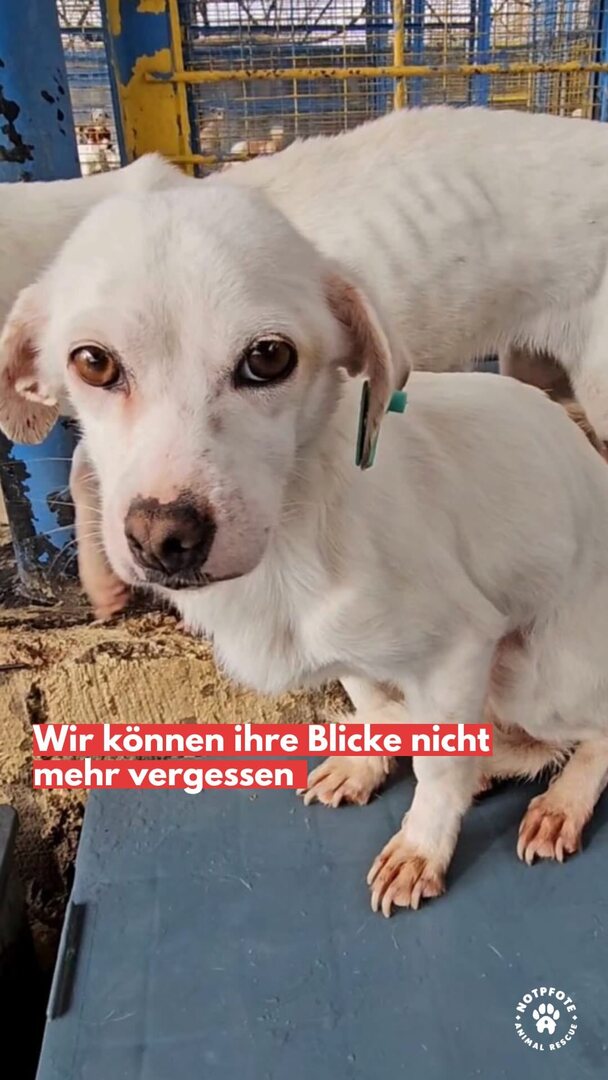 Notpfote Animal Rescue e.V. tweet media