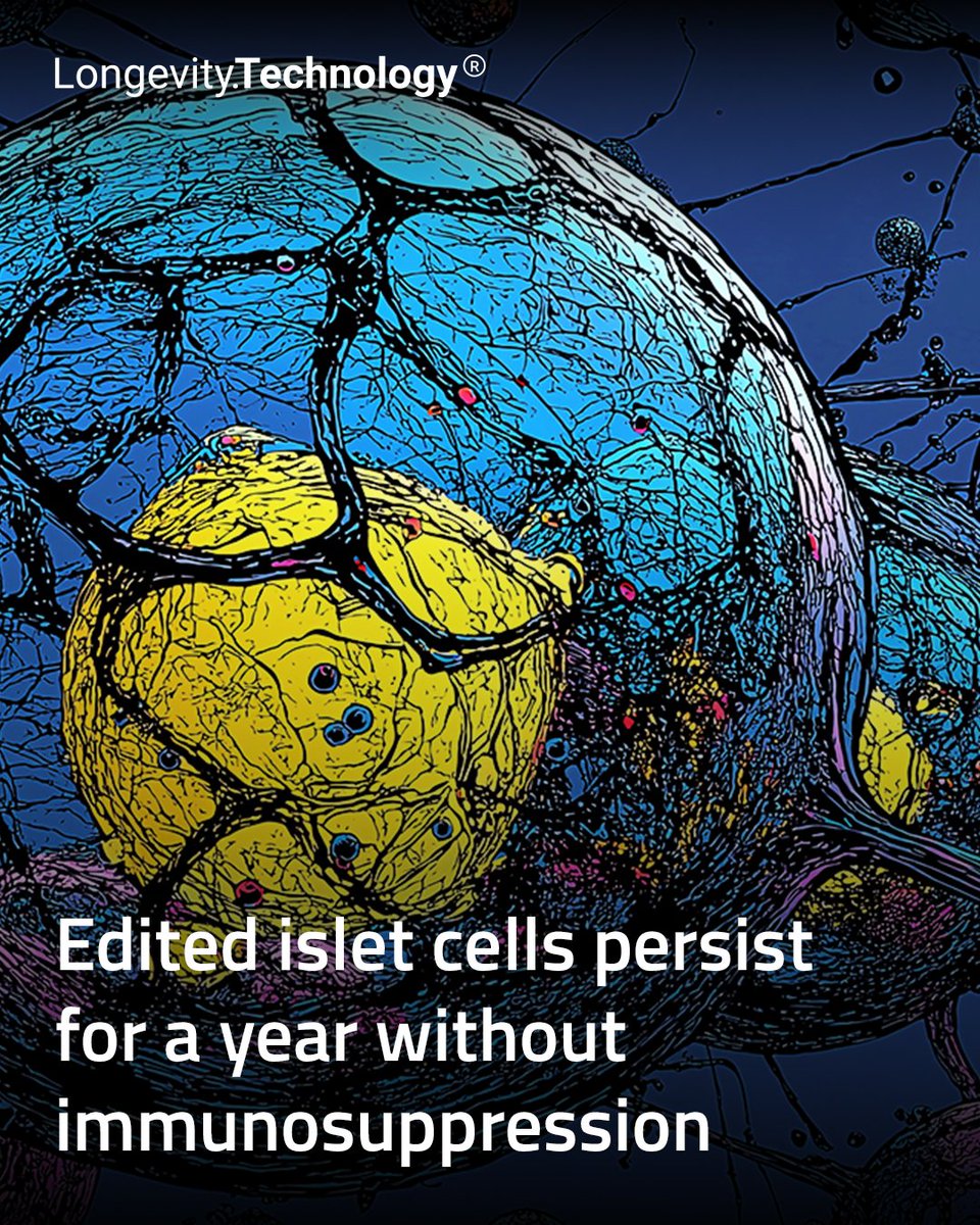 LongevityTech's tweet image. Sana’s early diabetes data suggest hypoimmune grafts can work without systemic immunosuppression, a step toward scalable cell therapy.

longevity.technology/news/edited-is…

#longevity #CellTherapy #GeneEditing #DiabetesResearch #Immunotherapy #RegenerativeMedicine #BiotechInnovation