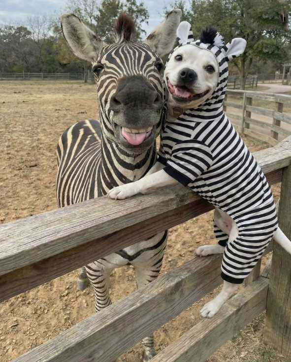 TweeetsOfDogs's tweet photo. Best selfie ever 🐾😅🥰 https://t.co/HjQhmVAb6V