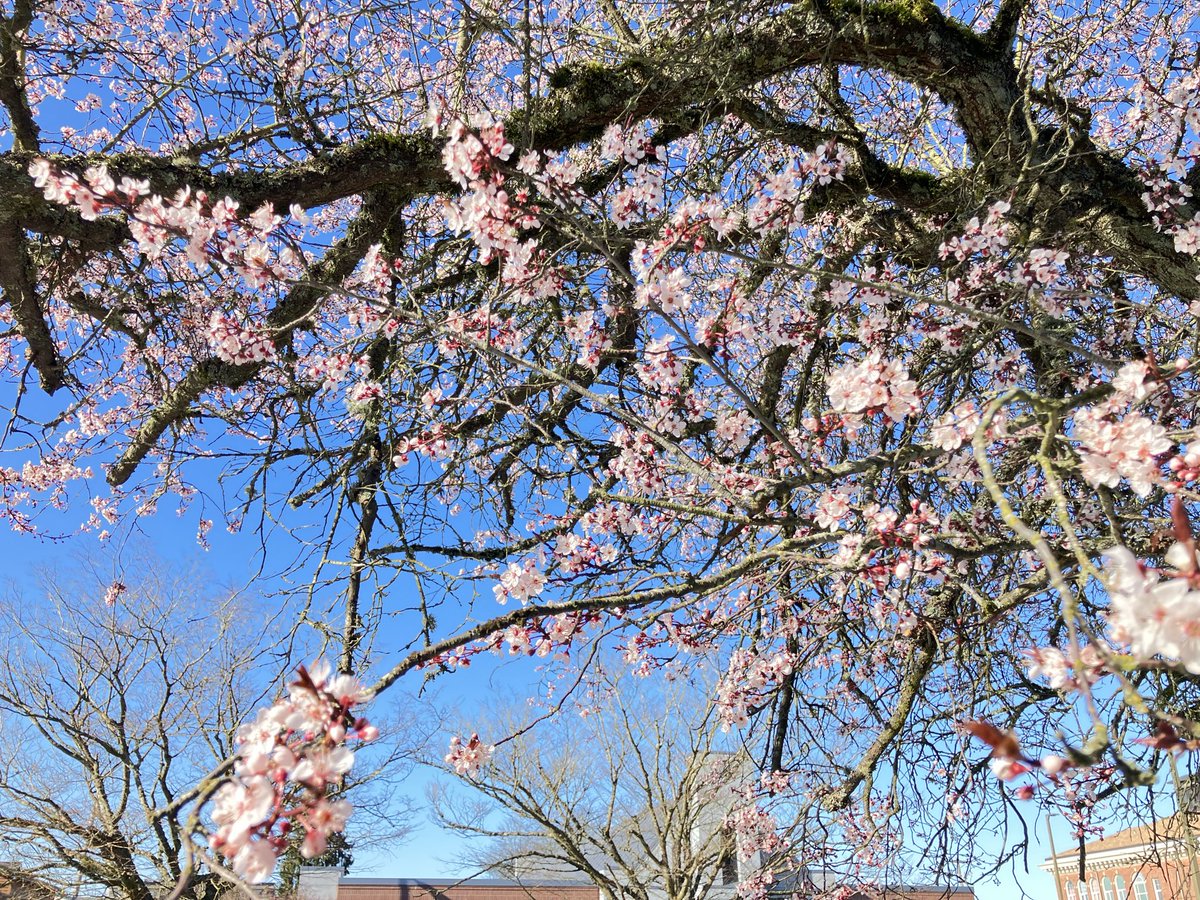 Peter Callaghan tweet media