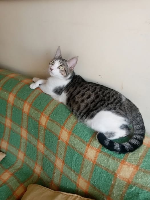 Hermoso gato macho,1 año de edad ,muy educado ,super cariñoso,estamos buscando un buen hogar en adopción para este campeón ,ya no lo pueden tener en la casa que lo cuidan ,por favor amigos la persona que quiera brindar un buen hogar ,📷04243606589,maracay