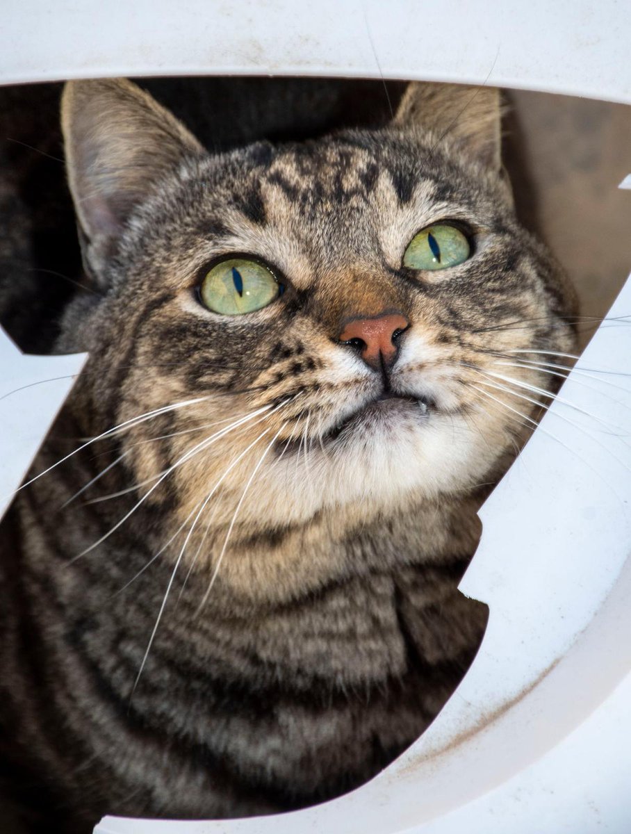 Mariano nació un 14 de febrero,tuvo dueño pero este enfermó y falleció. Los cuidadores de su dueño no atendieron como correspondía a sus gatos y Mariano tuvo que vivir en unas condiciones lamentables. Es un gato redondito, sociable que ama a los humanos. Adopta! @tierisch_happy